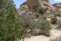 Scull Rock im Joshua Tree