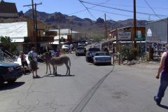 Oatman mit Esel