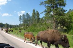 Custer State Park