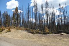 Waldbrand am Beartooth Pass