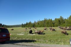 Bisons im Yellowstone Nationalpark