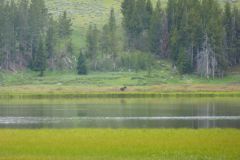 Elch im Yellowstone Nationalpark