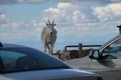 Bergziege am Mount Evans