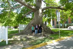 The Kapok Tree