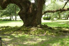 Oak Alley Plantation