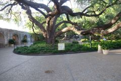 The Alamo