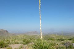 Vom Big Bend nach Alpine