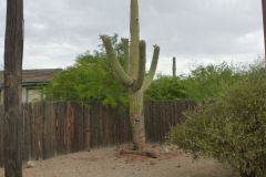 Saguaro-Nationalpark