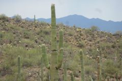 Saguaro-Nationalpark