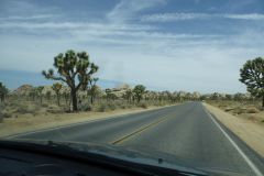 Joshua Tree Nationalpark