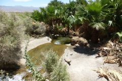 Lake Mead Natioanl Recreation Area - Roger Spring