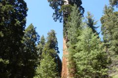 Sequoia National Monument