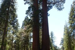 Sequoia National Monument