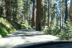 Sequoia National Monument