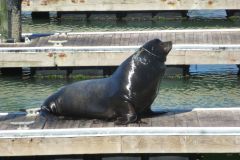 Seelöwen am Pier 39