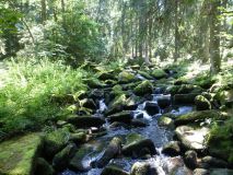 Urlaub im Bayerischen Wald