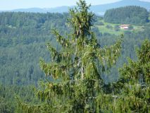 Urlaub im Bayerischen Wald