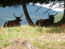 Urlaub im Bayerischen Wald
