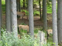 Urlaub im Bayerischen Wald