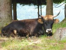 Urlaub im Bayerischen Wald