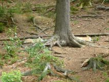 Urlaub im Bayerischen Wald