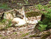 Urlaub im Bayerischen Wald