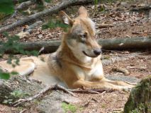 Urlaub im Bayerischen Wald