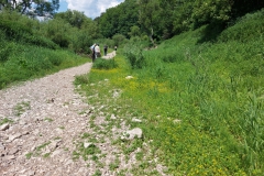Donauversickerung