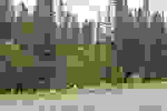 Kanada