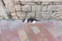Kotor