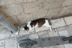 Kotor