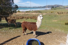 Neuseeland