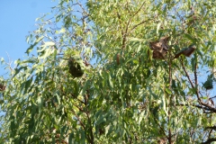 Australien