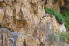 Australien