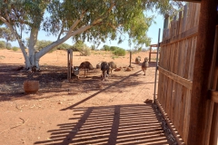 Australien