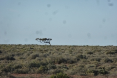Australien