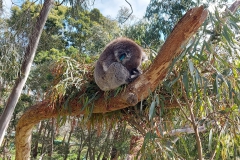 Australien