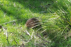 Australien