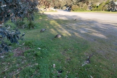 Australien