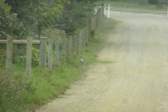 Australien