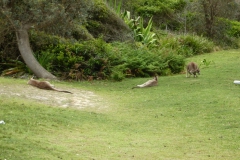 Australien