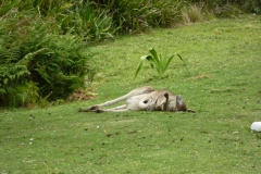 Australien