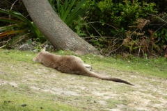Australien