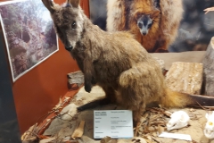 Australien