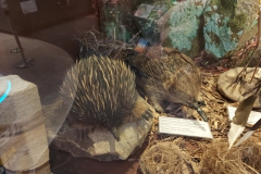 Australien
