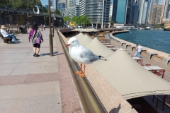 Australien