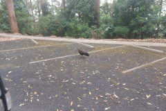 Australien