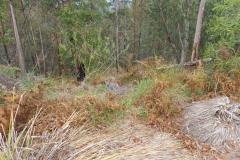 Australien