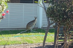 Australien