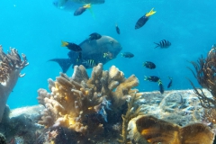 Australien